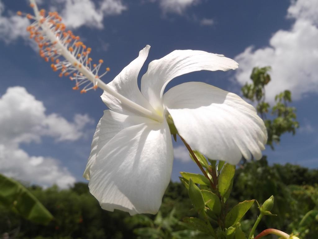 Yoisama Sunrise Beach House Ishigaki  Eksteriør bilde