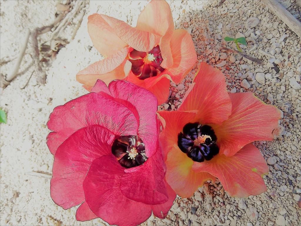 Yoisama Sunrise Beach House Ishigaki  Eksteriør bilde